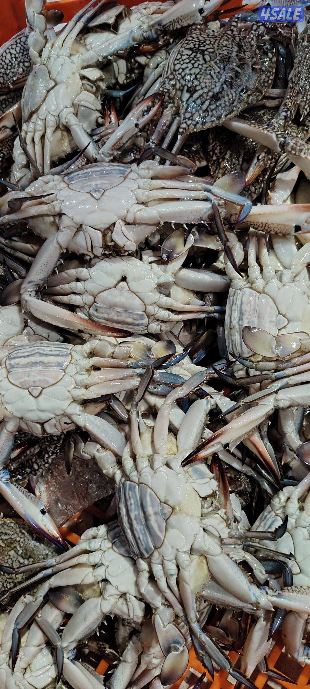 أسماك محلي و مستوردة كل أنواع الأسماك ان شاء الله متوفره0