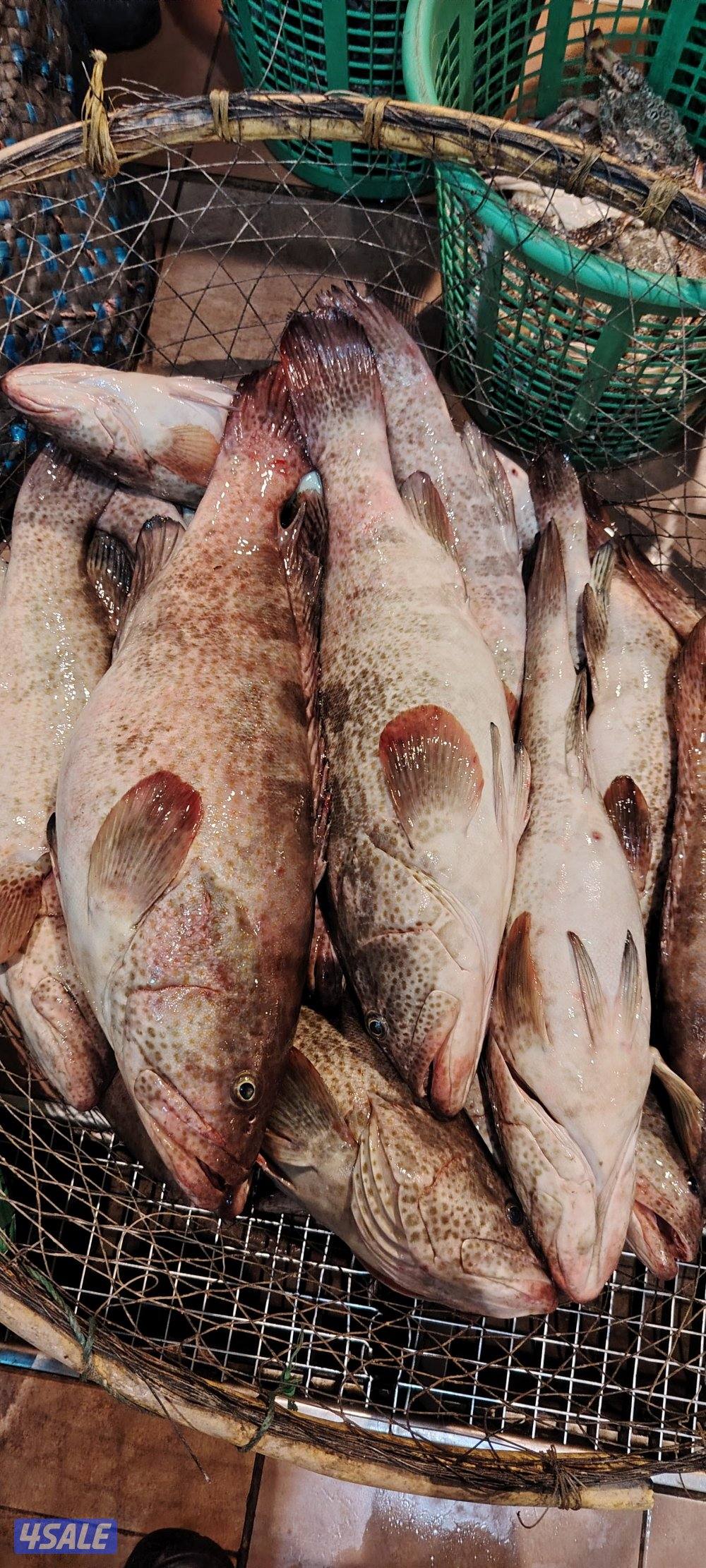 أسماك محلي و مستوردة كل أنواع الأسماك ان شاء الله متوفره1