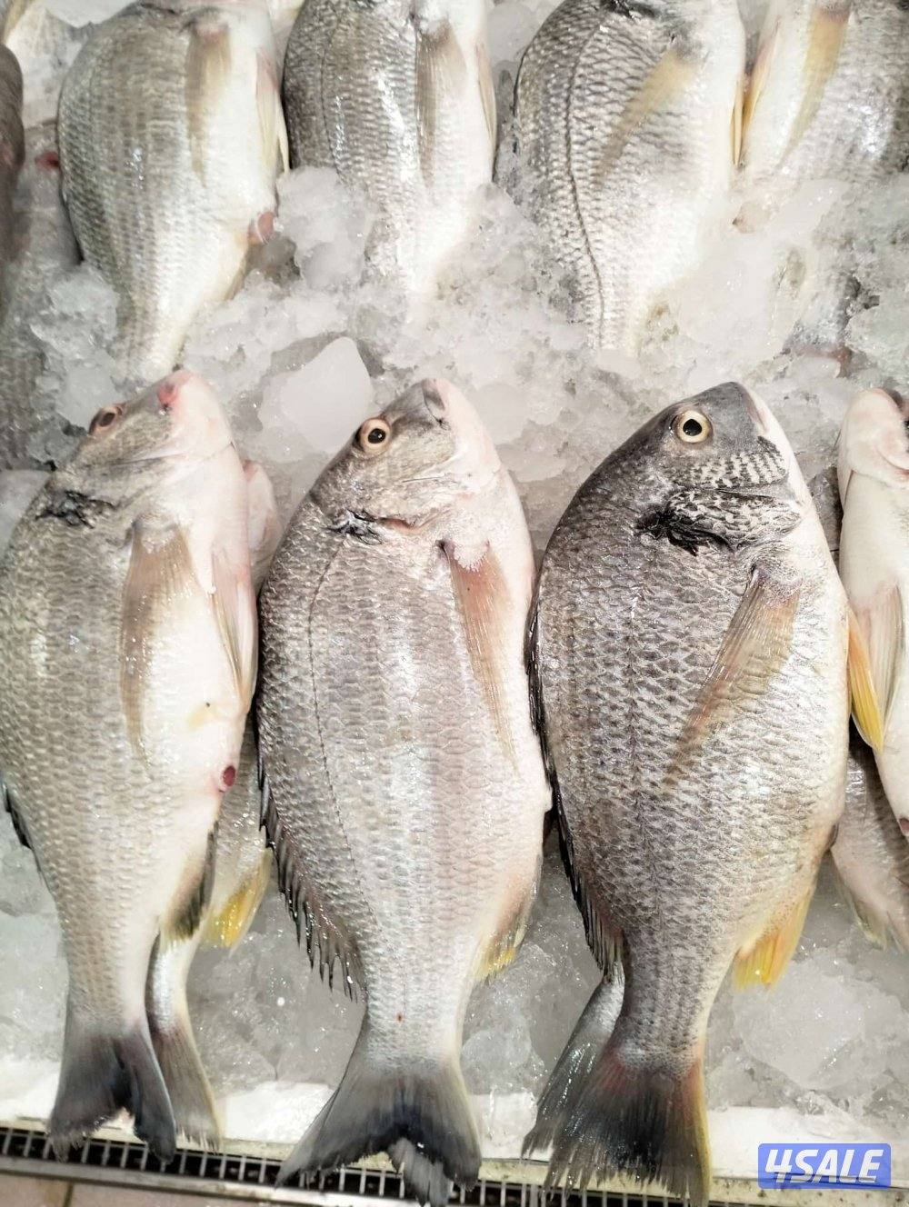 أسماك محلي و مستوردة كل أنواع الأسماك ان شاء الله متوفره2