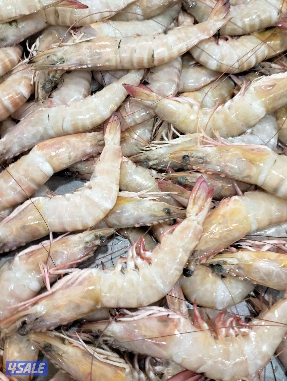 أسماك محلي و مستوردة كل أنواع الأسماك ان شاء الله متوفره4