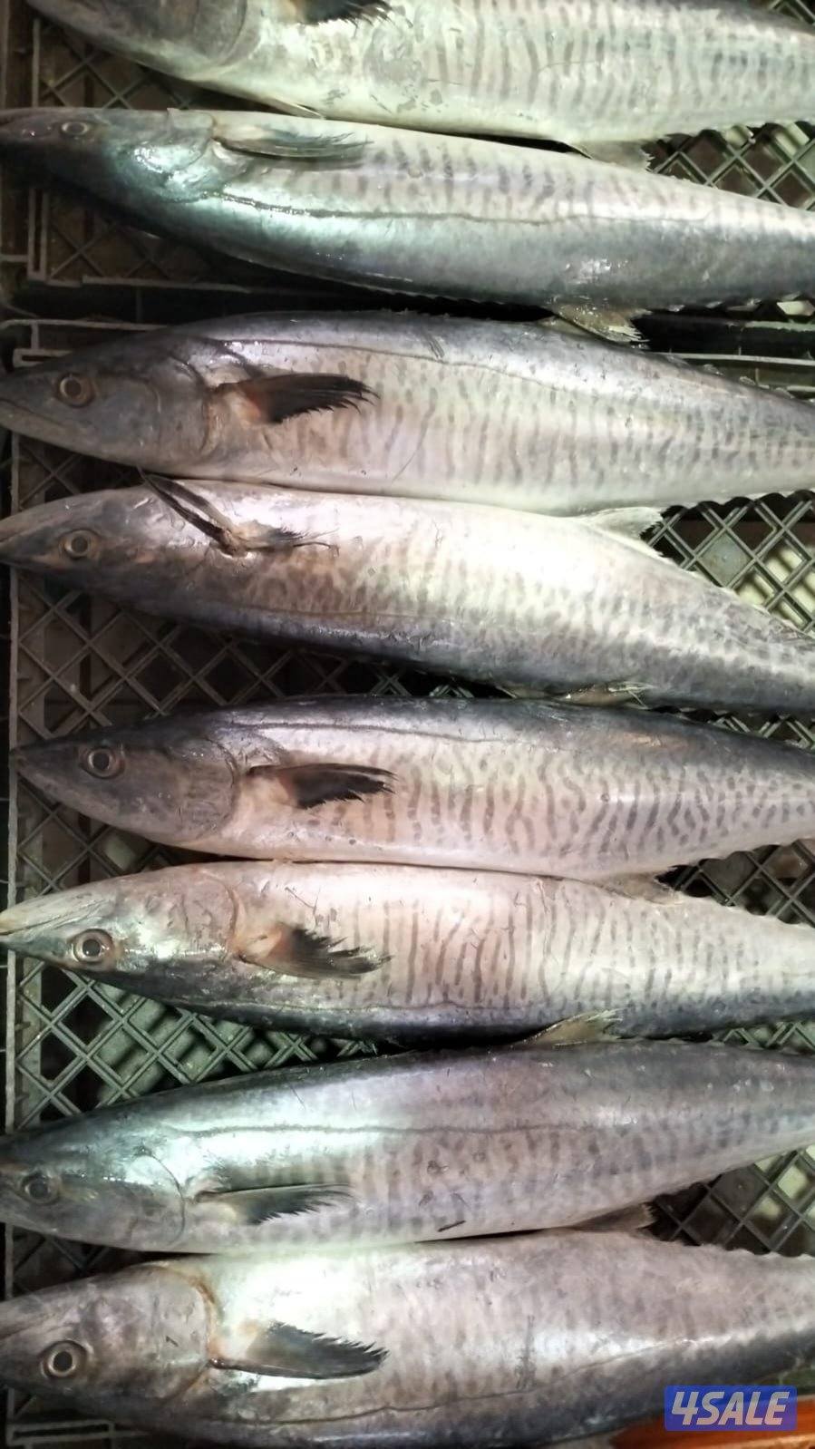 أسماك محلي و مستوردة كل أنواع الأسماك ان شاء الله متوفره5