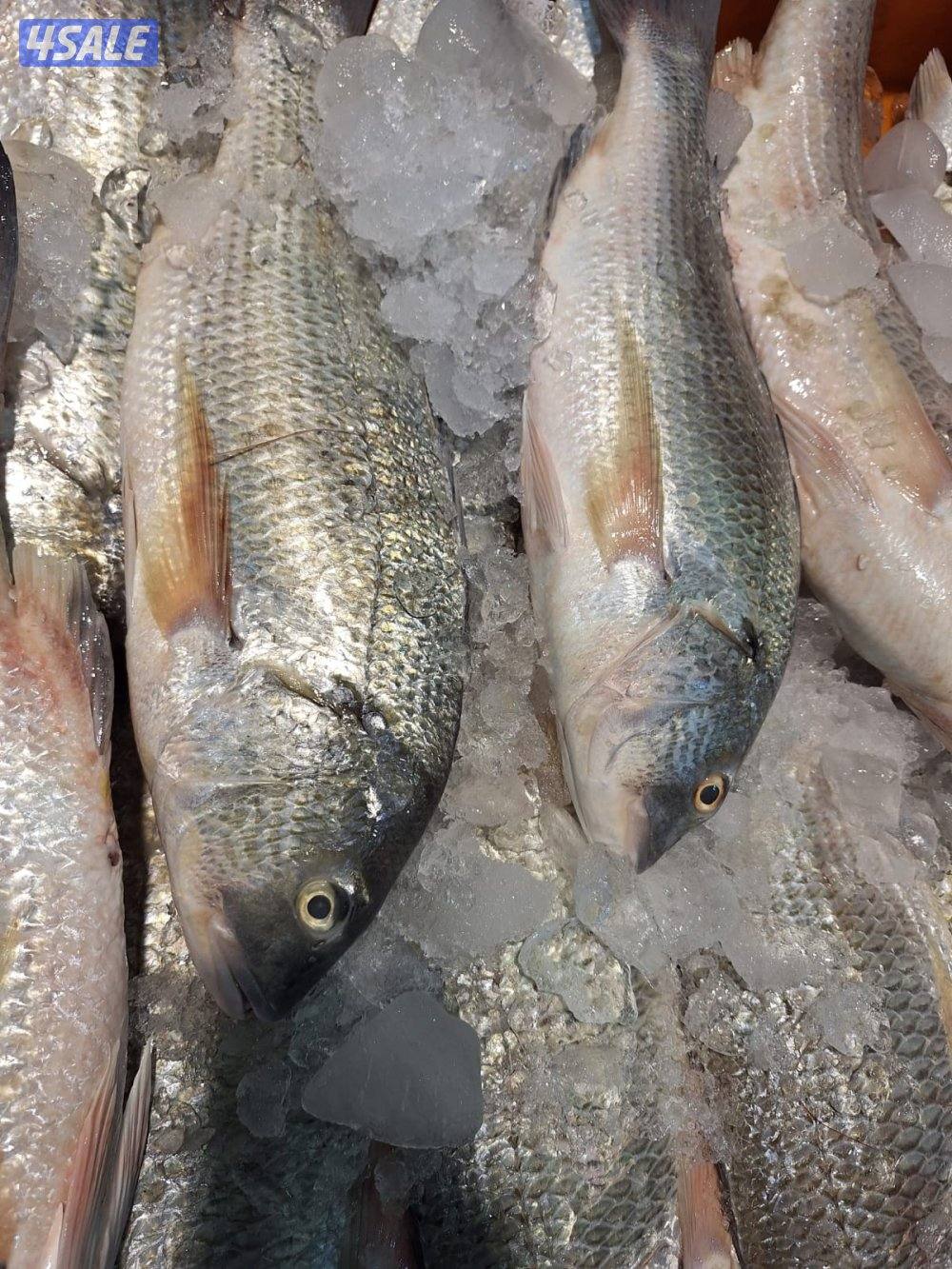 أسماك محلي و مستوردة كل أنواع الأسماك ان شاء الله متوفره6