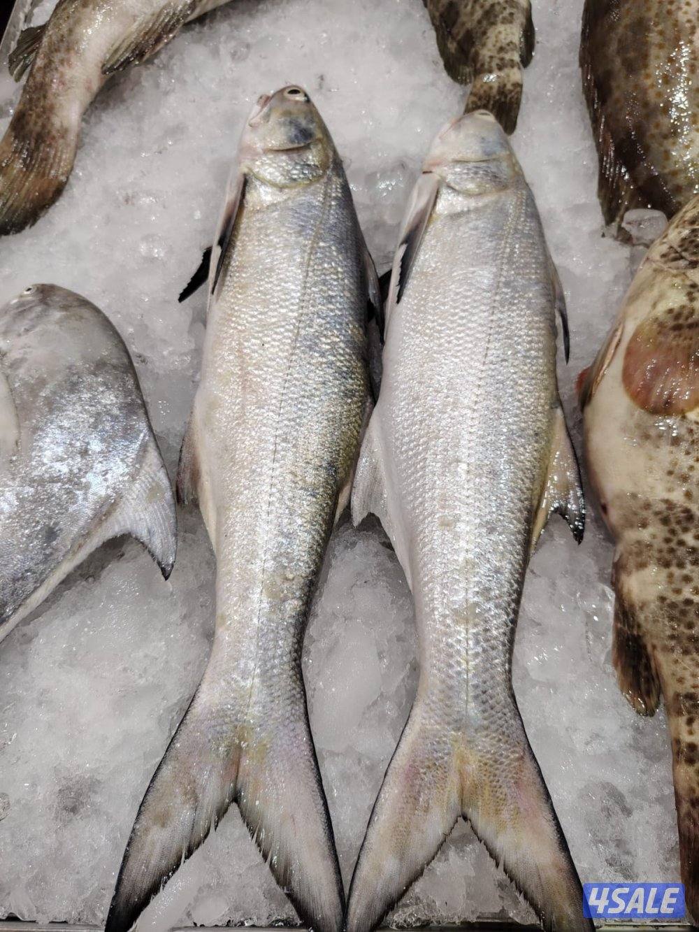 أسماك محلي و مستوردة كل أنواع الأسماك ان شاء الله متوفره8