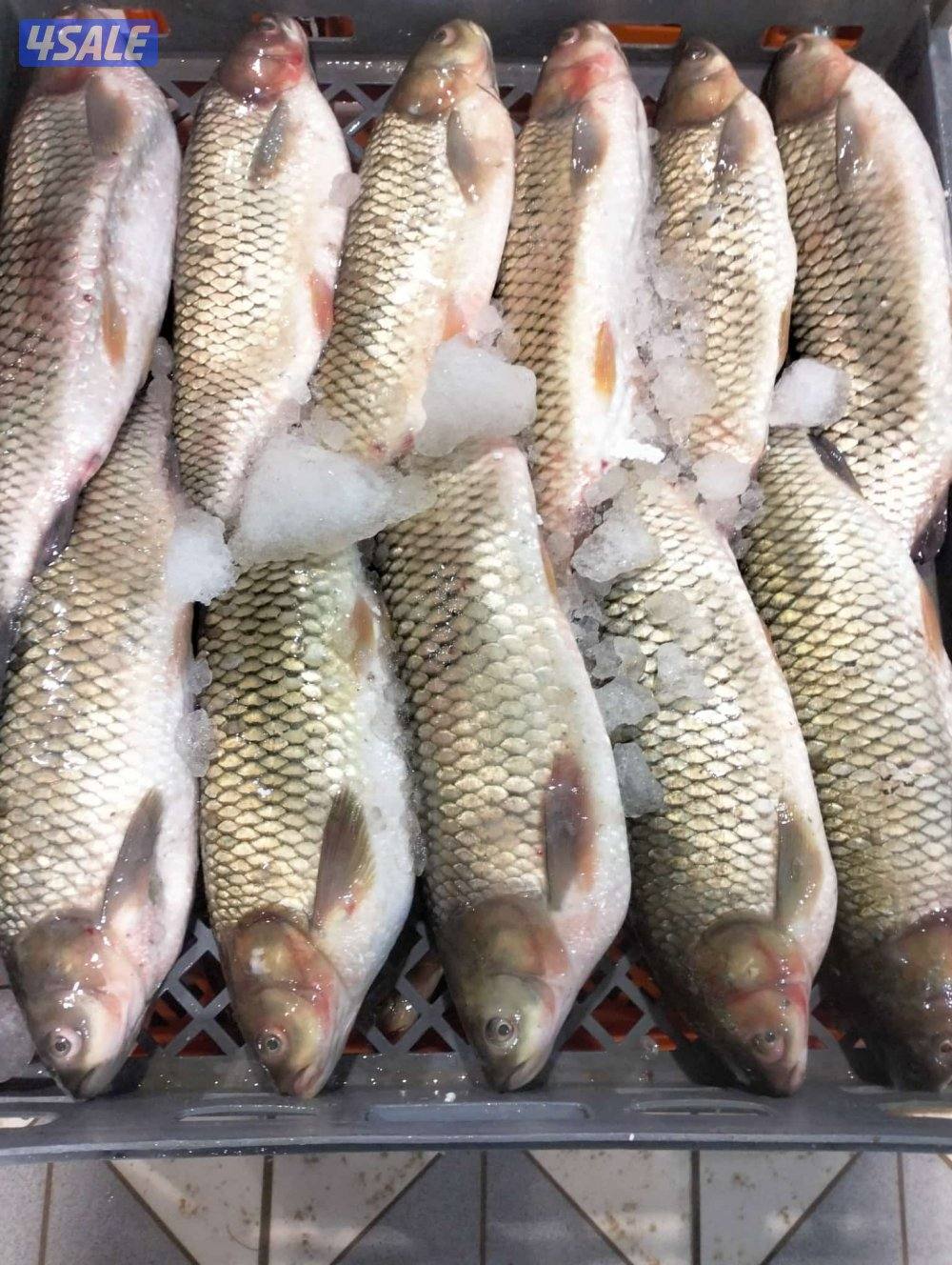 أسماك محلي و مستوردة كل أنواع الأسماك ان شاء الله متوفره7