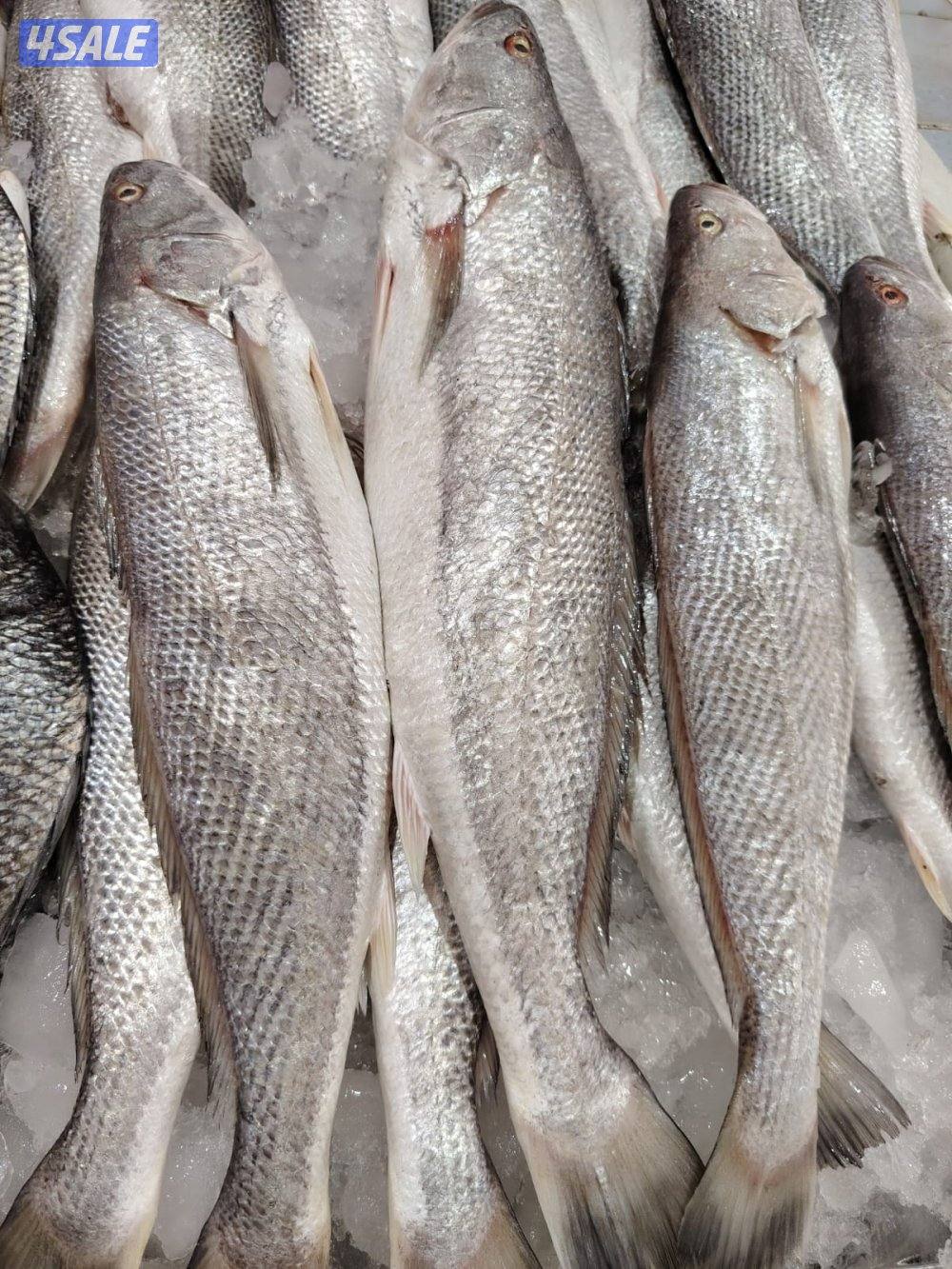 أسماك محلي و مستوردة كل أنواع الأسماك ان شاء الله متوفره9