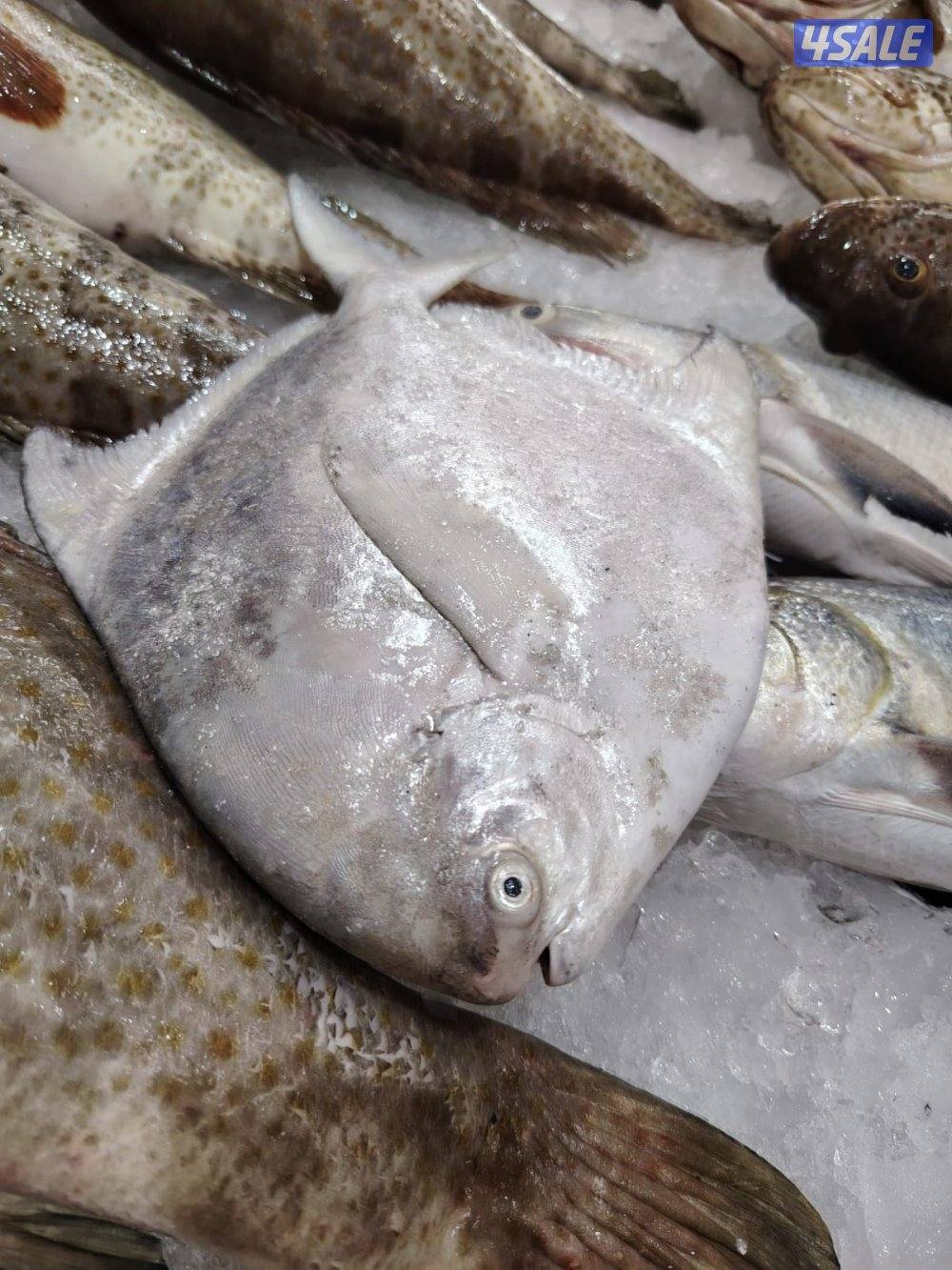 أسماك محلي و مستوردة كل أنواع الأسماك ان شاء الله متوفره10