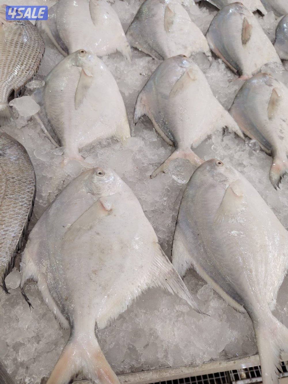 أسماك محلي و مستوردة كل أنواع الأسماك ان شاء الله متوفره11