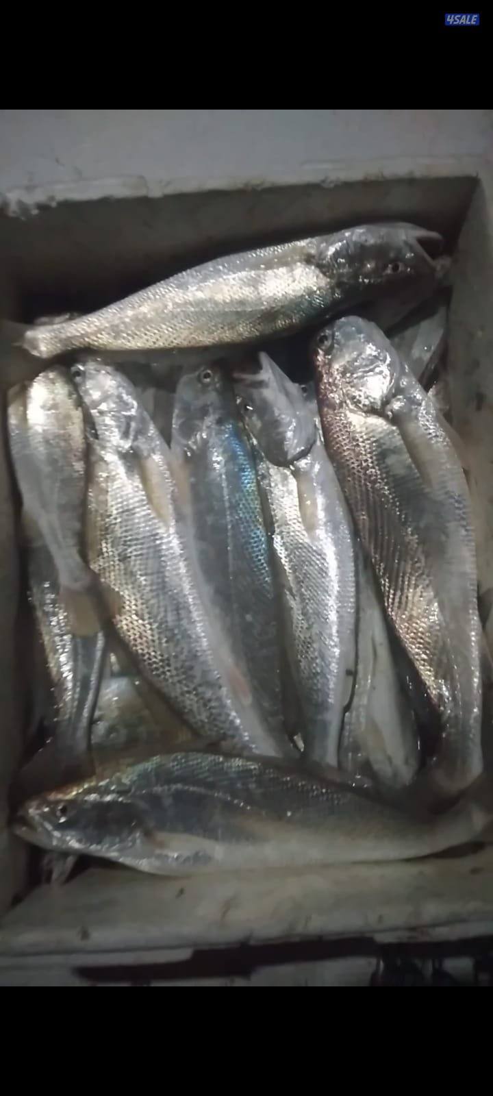 أسماك محلي و مستوردة كل أنواع الأسماك ان شاء الله متوفره12