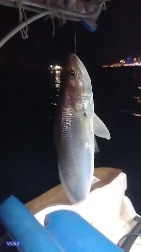 أسماك محلي و مستوردة كل أنواع الأسماك ان شاء الله متوفره14