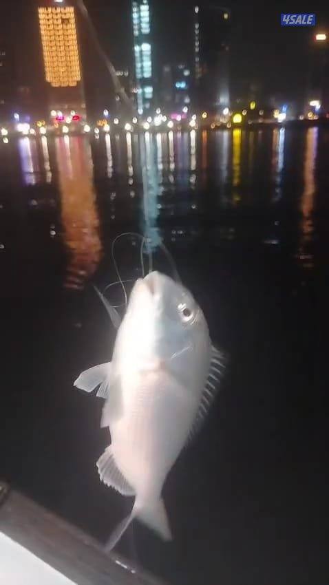 أسماك محلي و مستوردة كل أنواع الأسماك ان شاء الله متوفره13