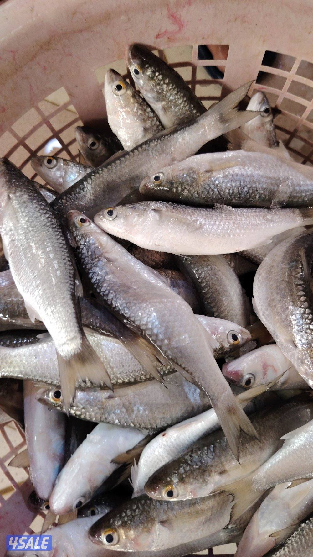 أسماك محلي و مستوردة كل أنواع الأسماك ان شاء الله متوفره15