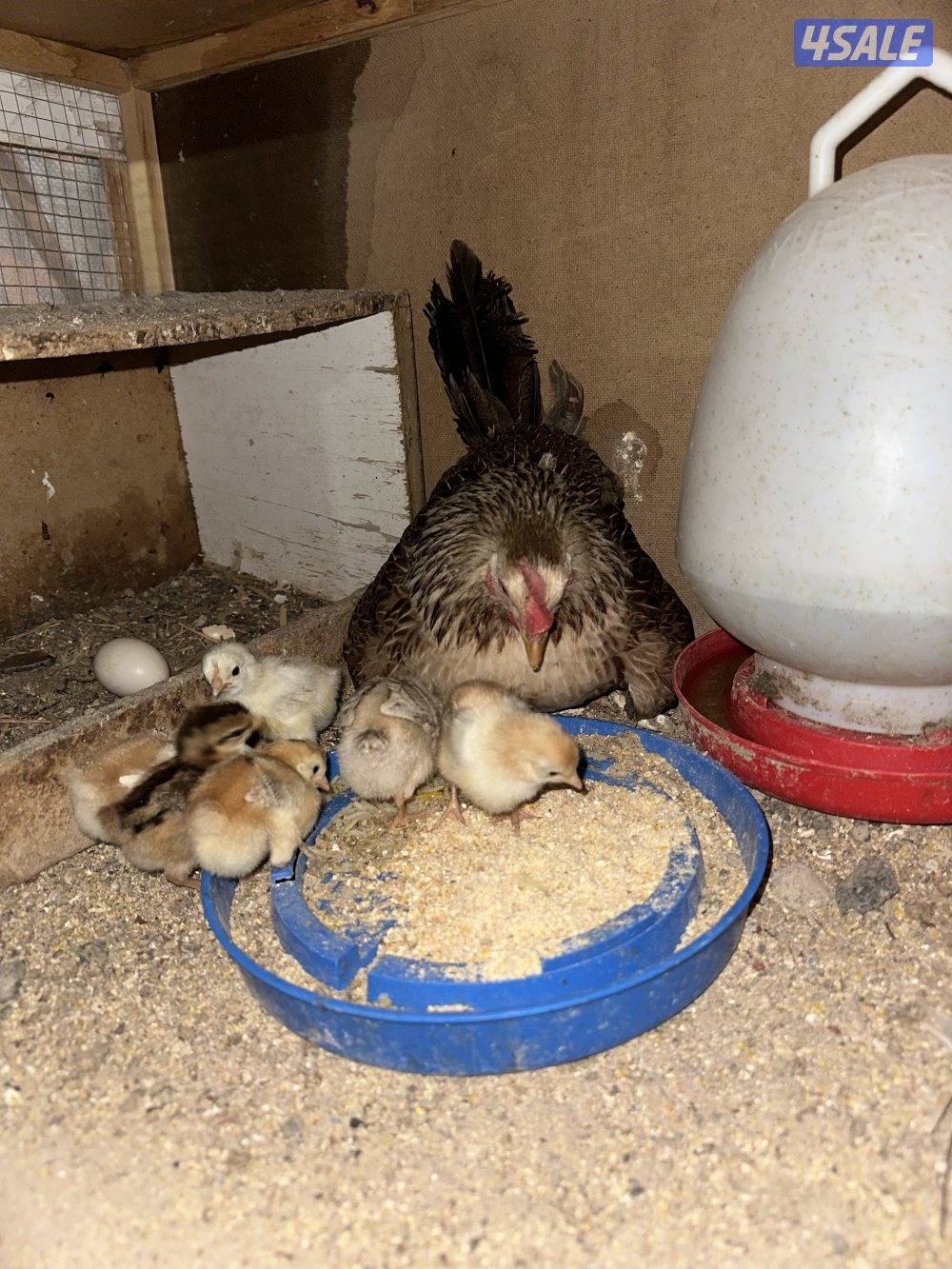 دجاجه مع فروخها0