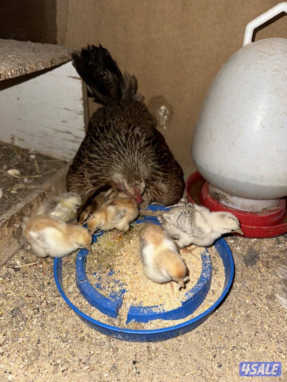 دجاجه مع فروخها1