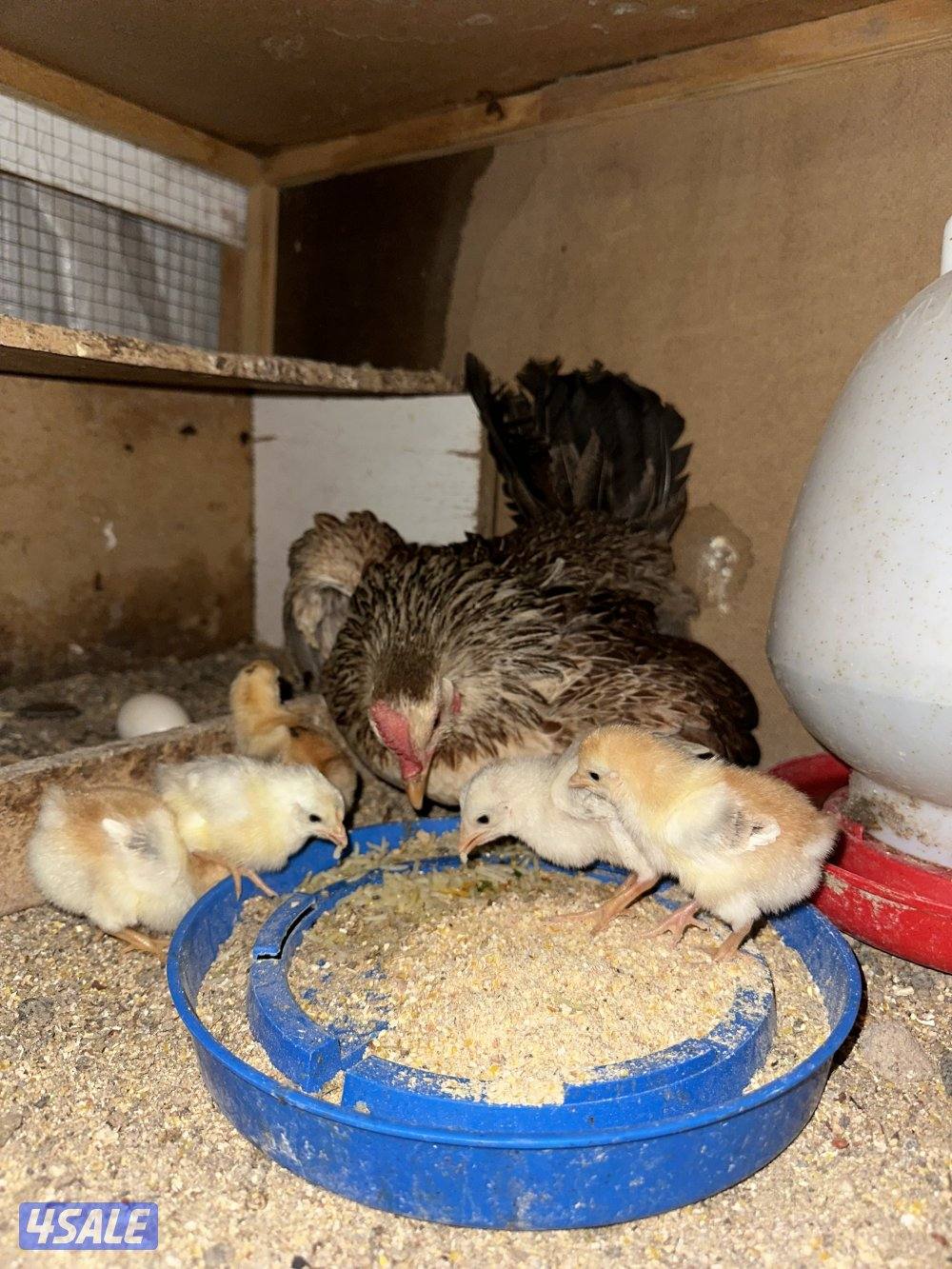 دجاجه مع فروخها2