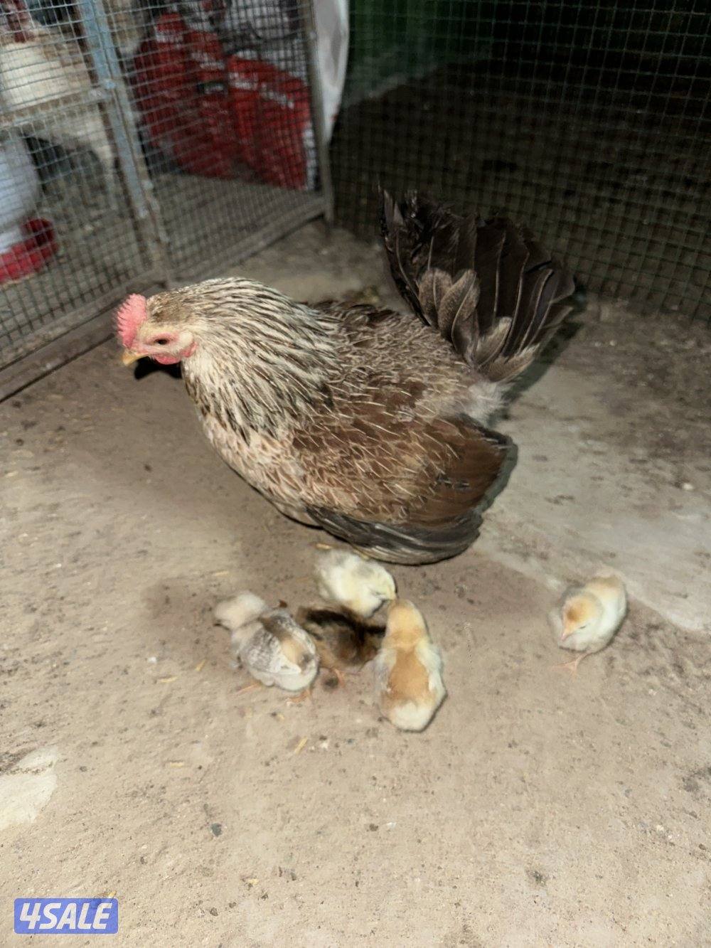 دجاجه مع فروخها4