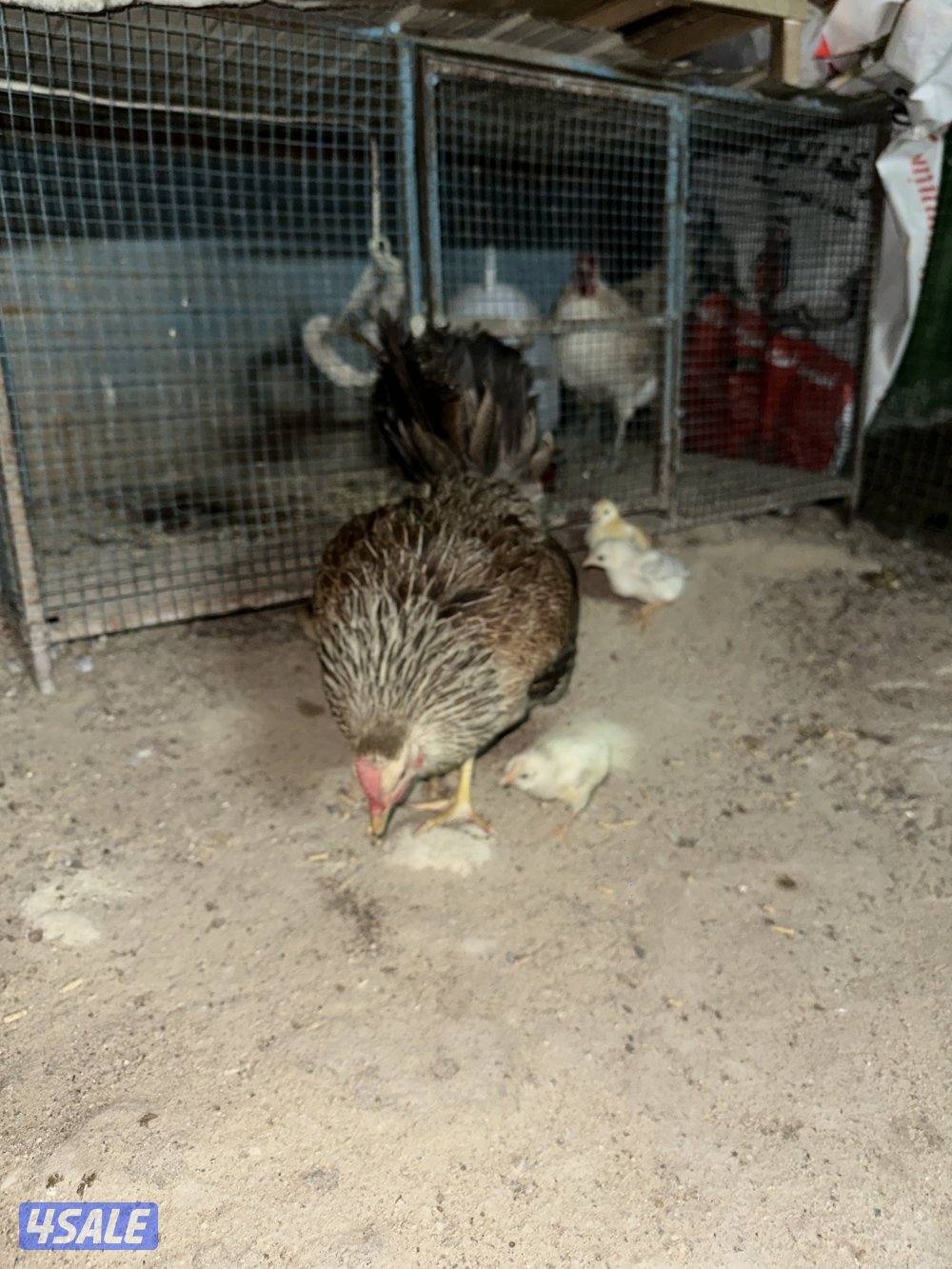 دجاجه مع فروخها5