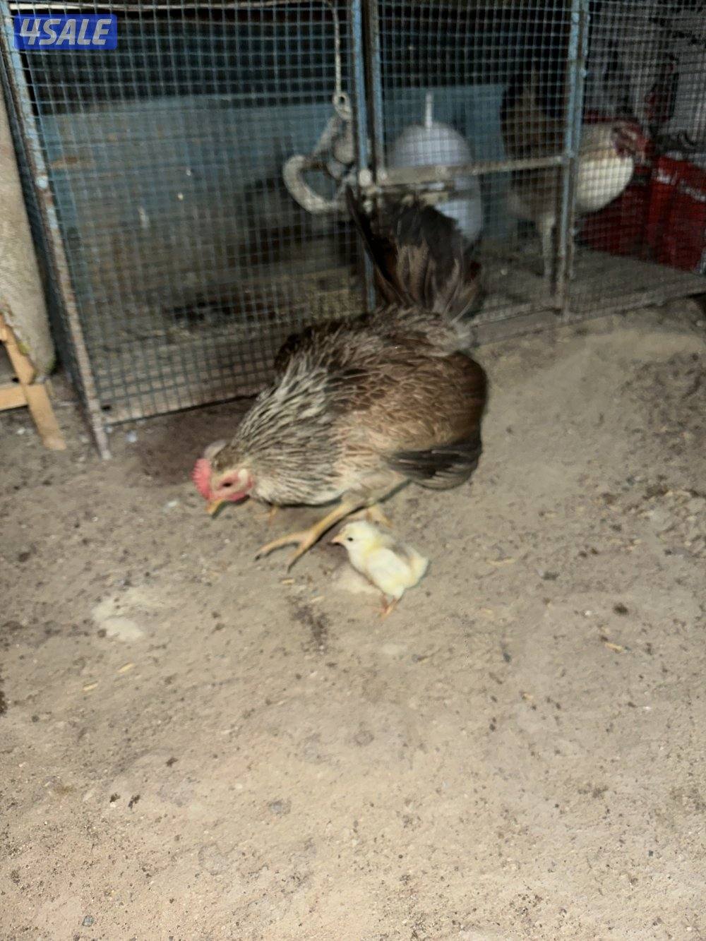 دجاجه مع فروخها6