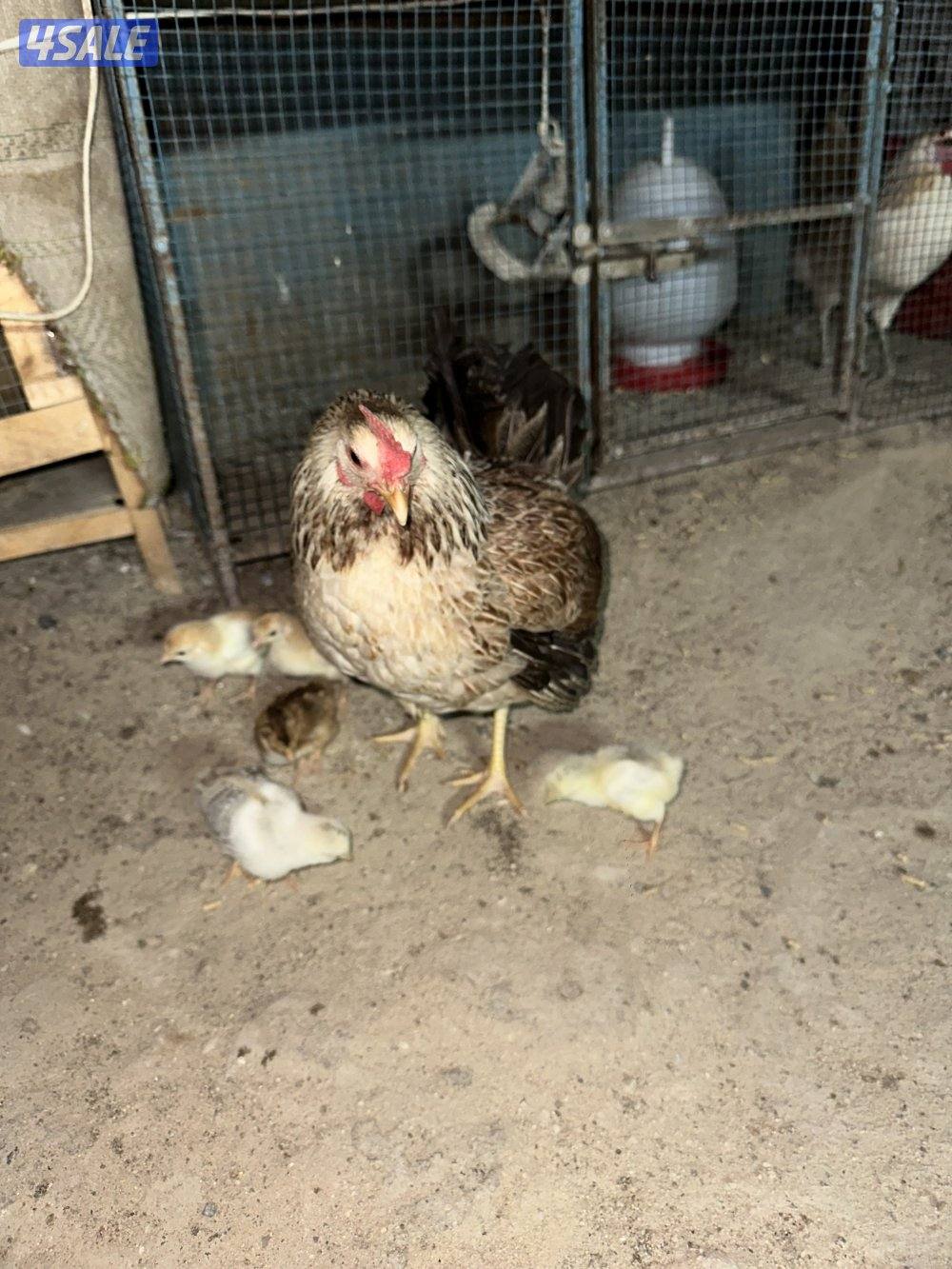 دجاجه مع فروخها7