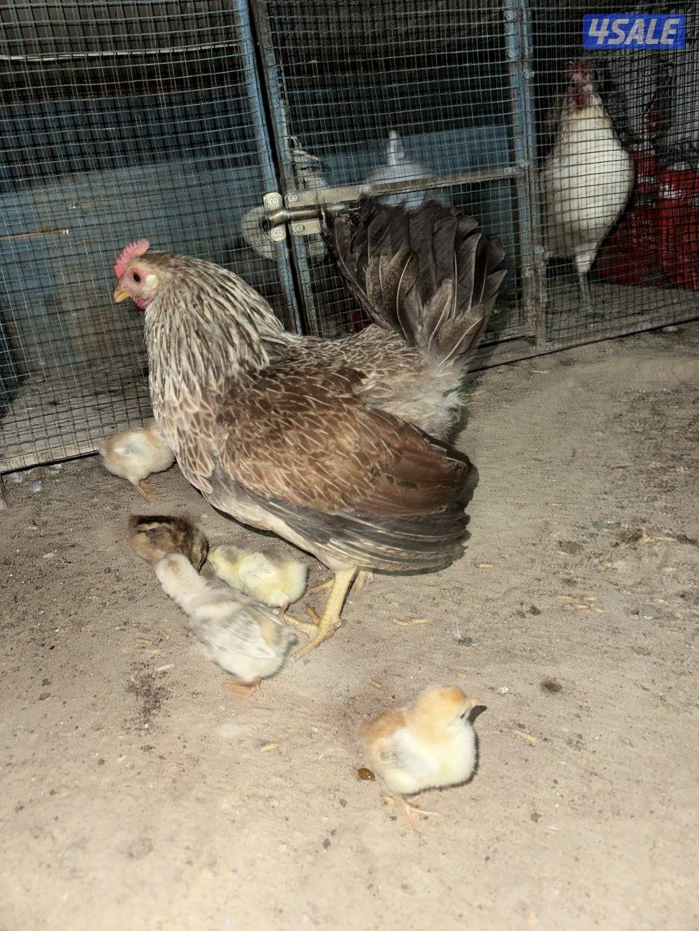 دجاجه مع فروخها8
