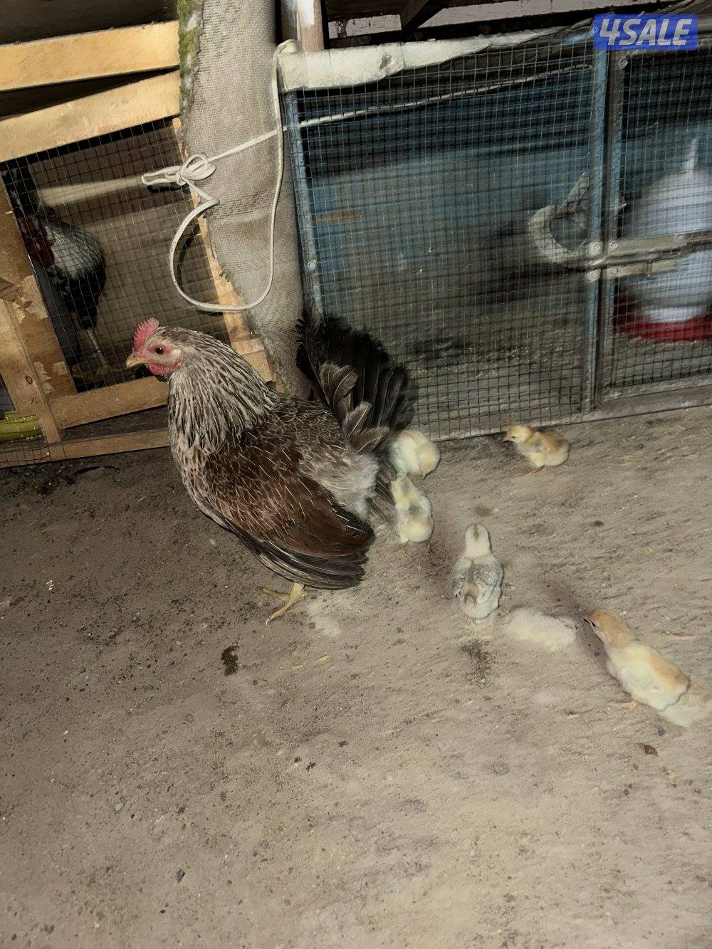 دجاجه مع فروخها9