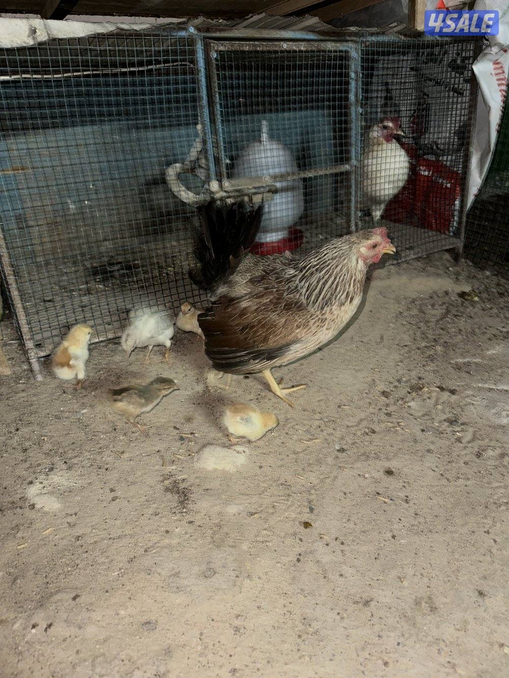 دجاجه مع فروخها11