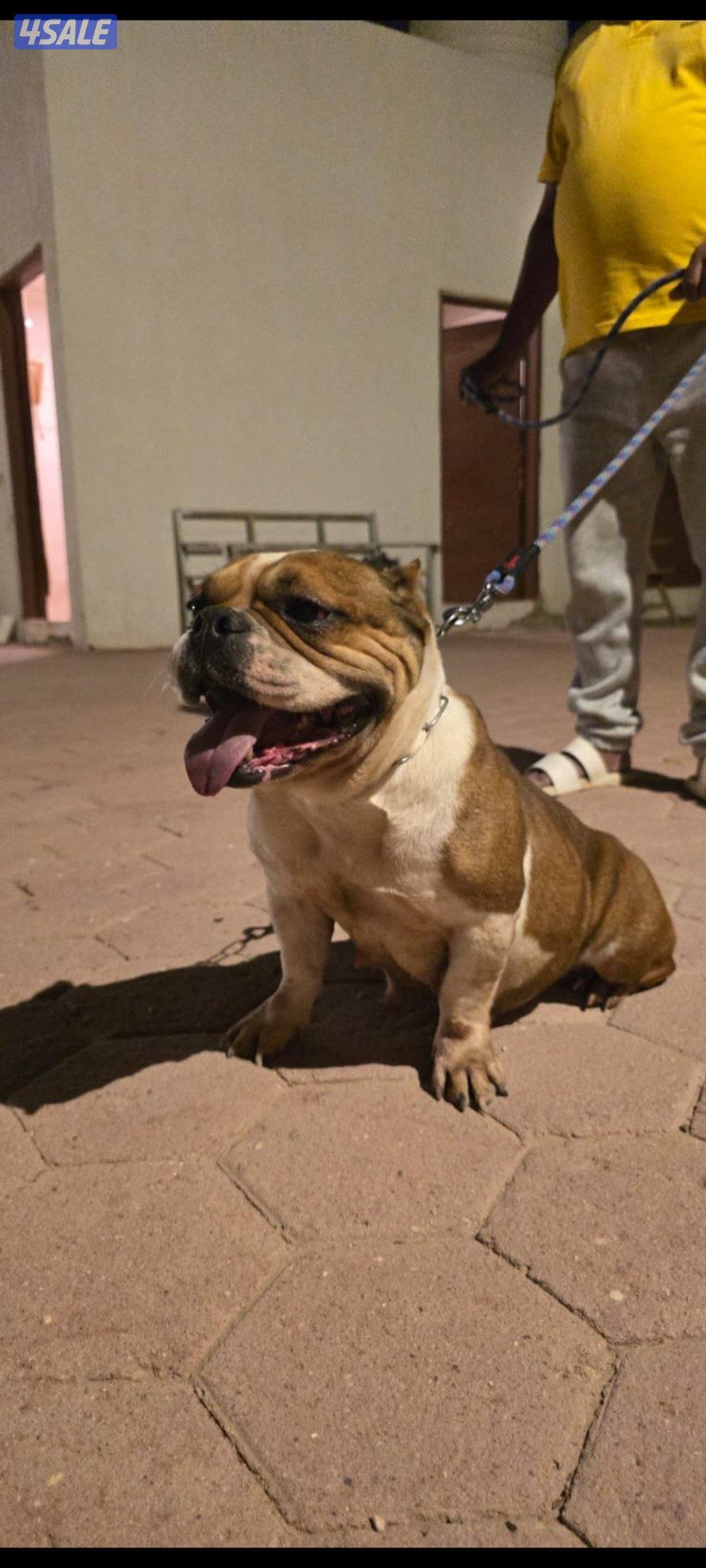 للبيع  امريكن بولي1