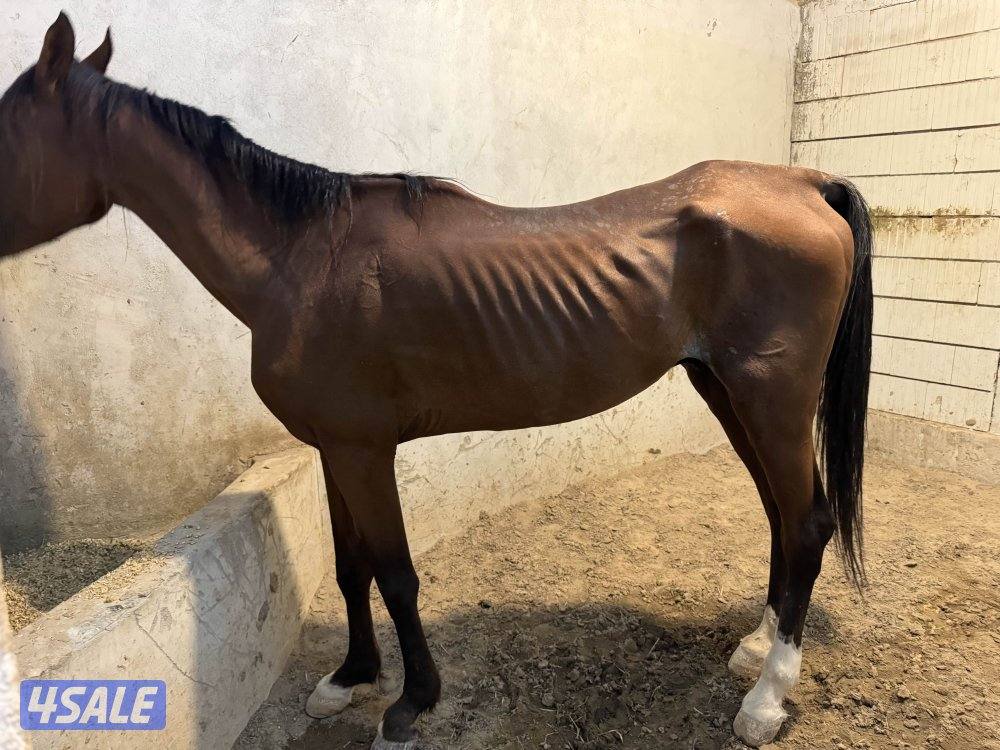 مربط خيل وتدريب وعساف وخباب وتعليم اساسيات الركوب تحت اشراف مدرب0