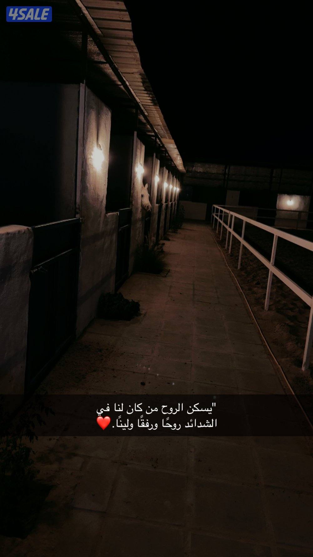 مربط خيل وتدريب وعساف وخباب وتعليم اساسيات الركوب تحت اشراف مدرب2