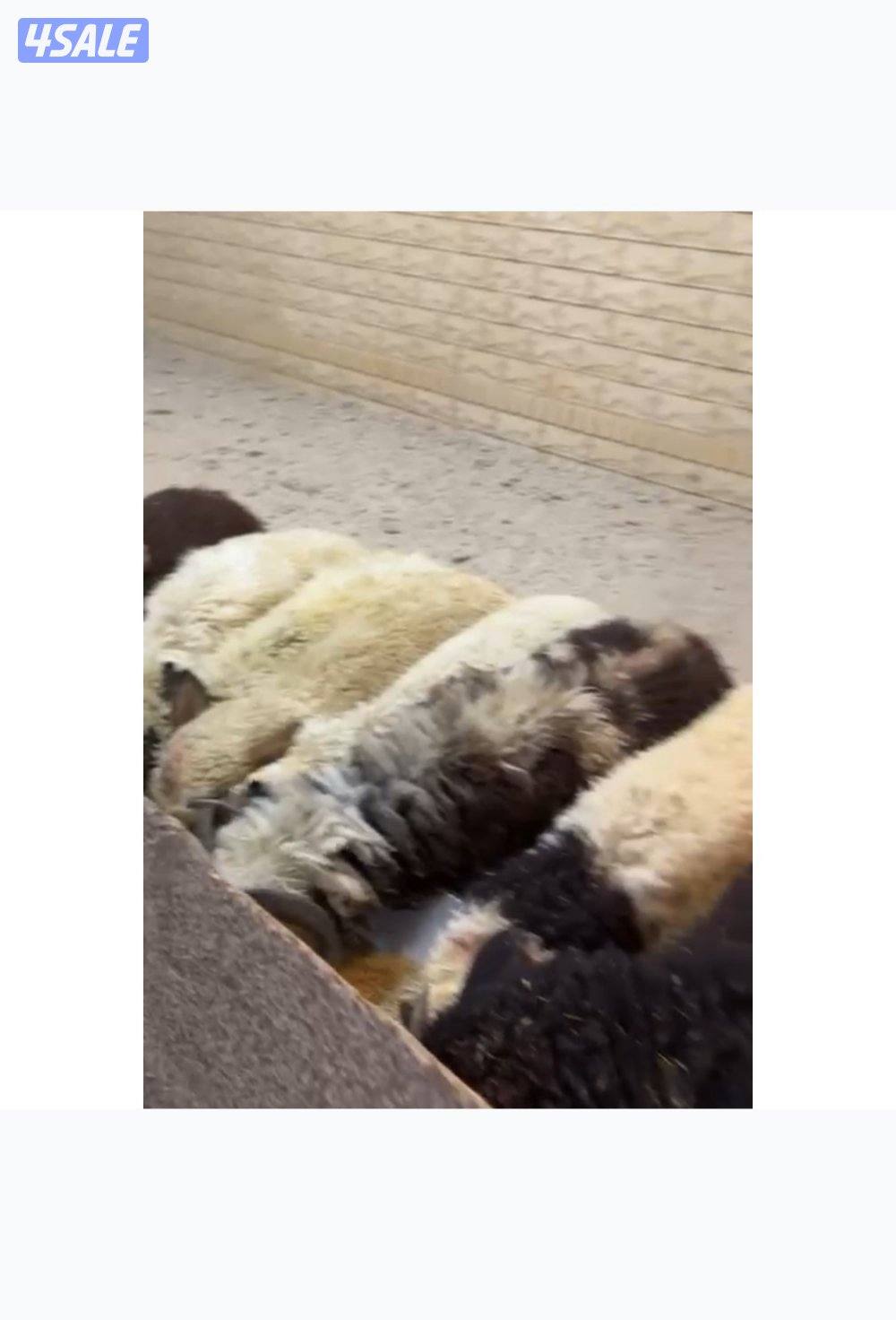 ذبايح شفالي مربوط1