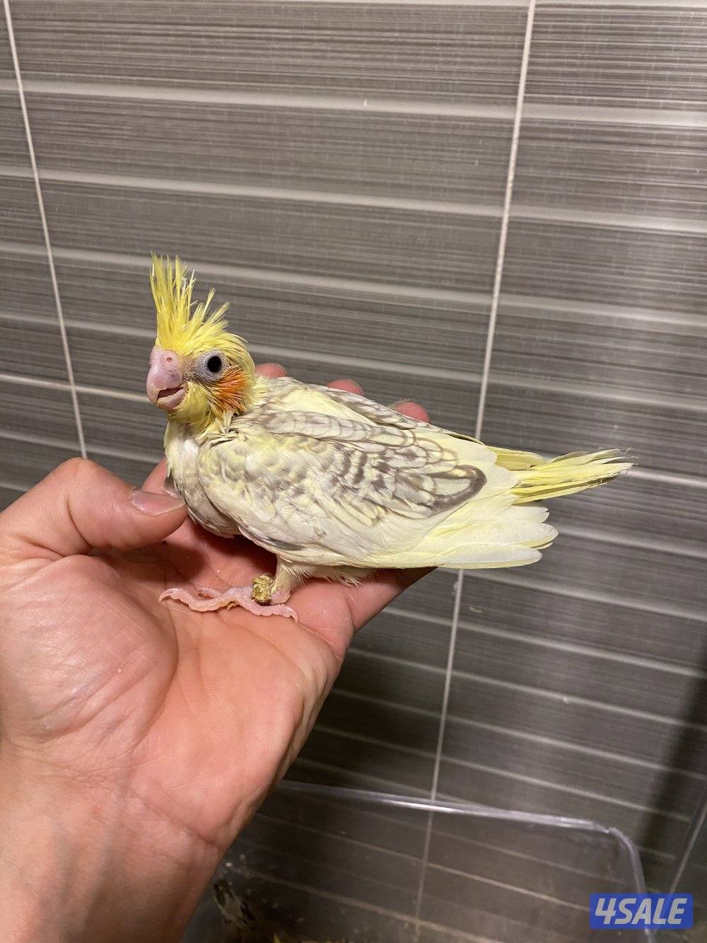 فروخ كروان الاهل جامبو0