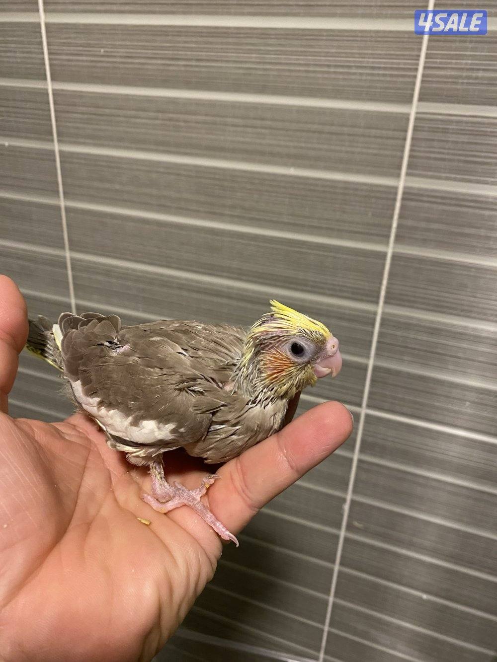 فروخ كروان الاهل جامبو1