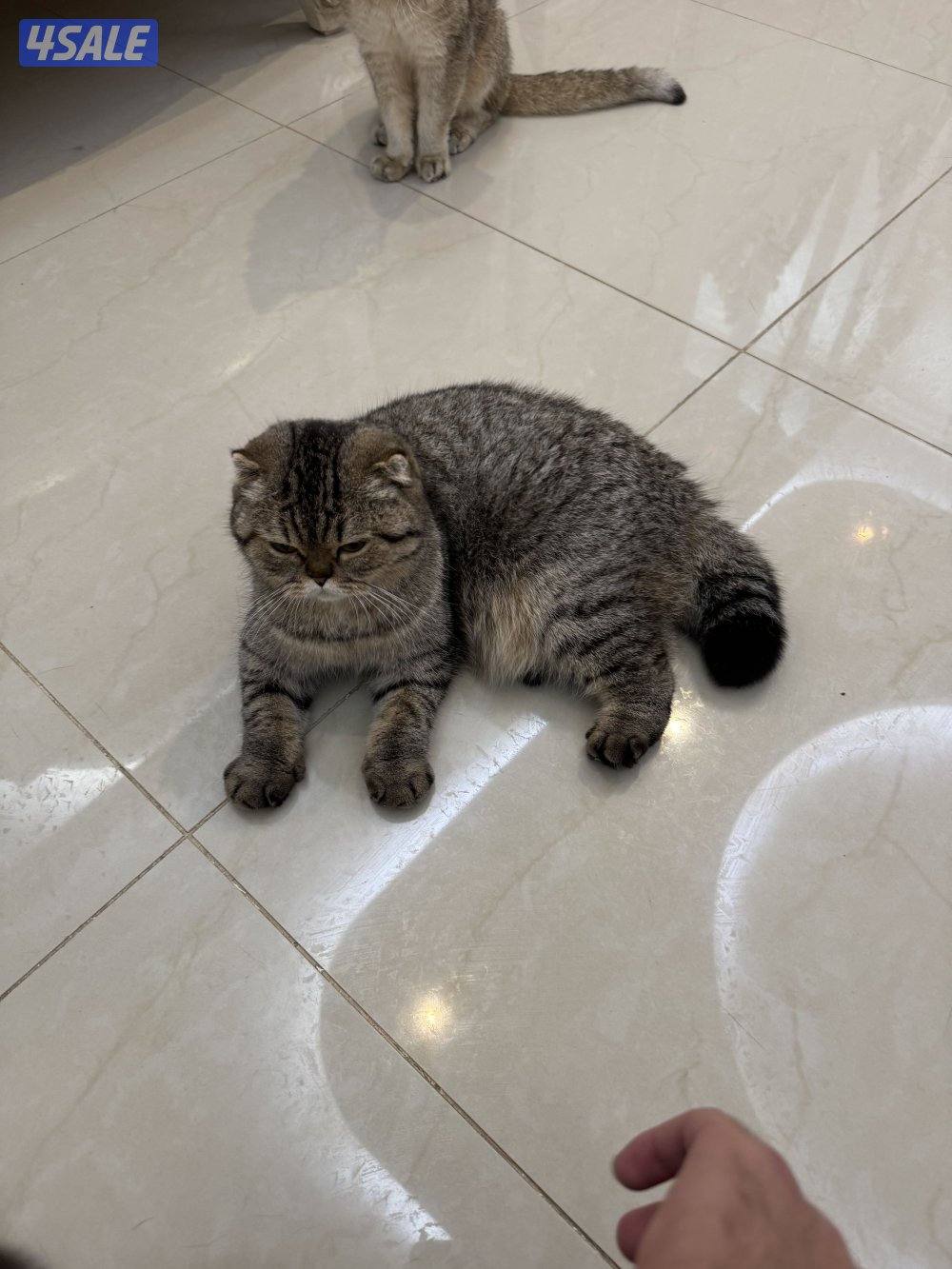 للبيع قطط صغار 8 شهور وسنتين0