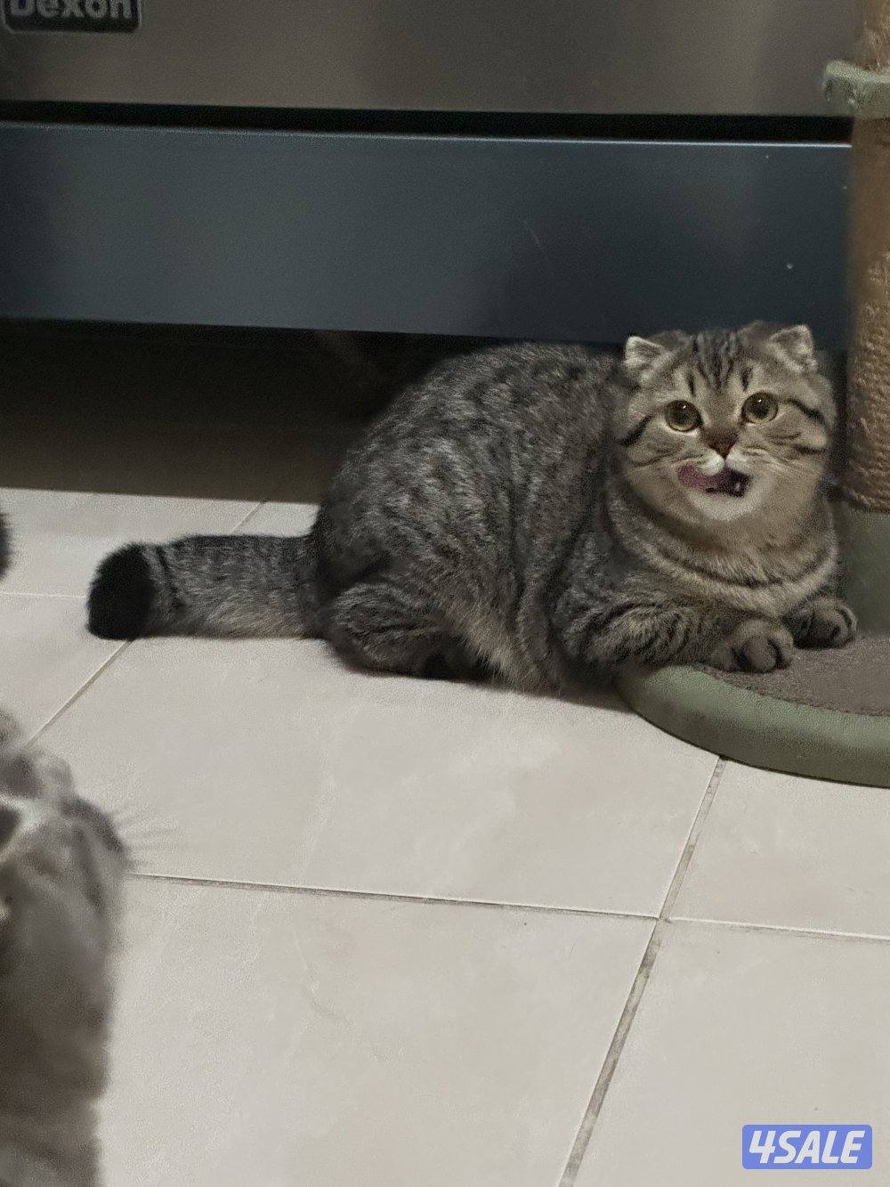 للبيع قطط صغار 8 شهور وسنتين2