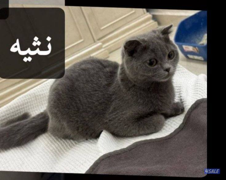 للبيع قطط صغار 8 شهور وسنتين4