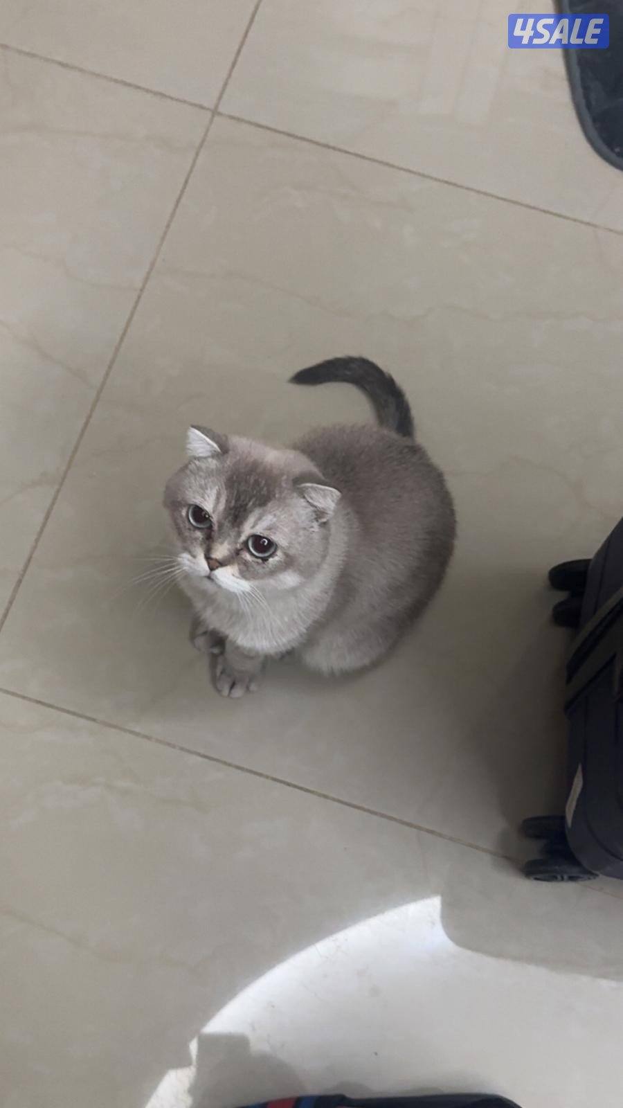 للبيع قطط صغار 8 شهور وسنتين6