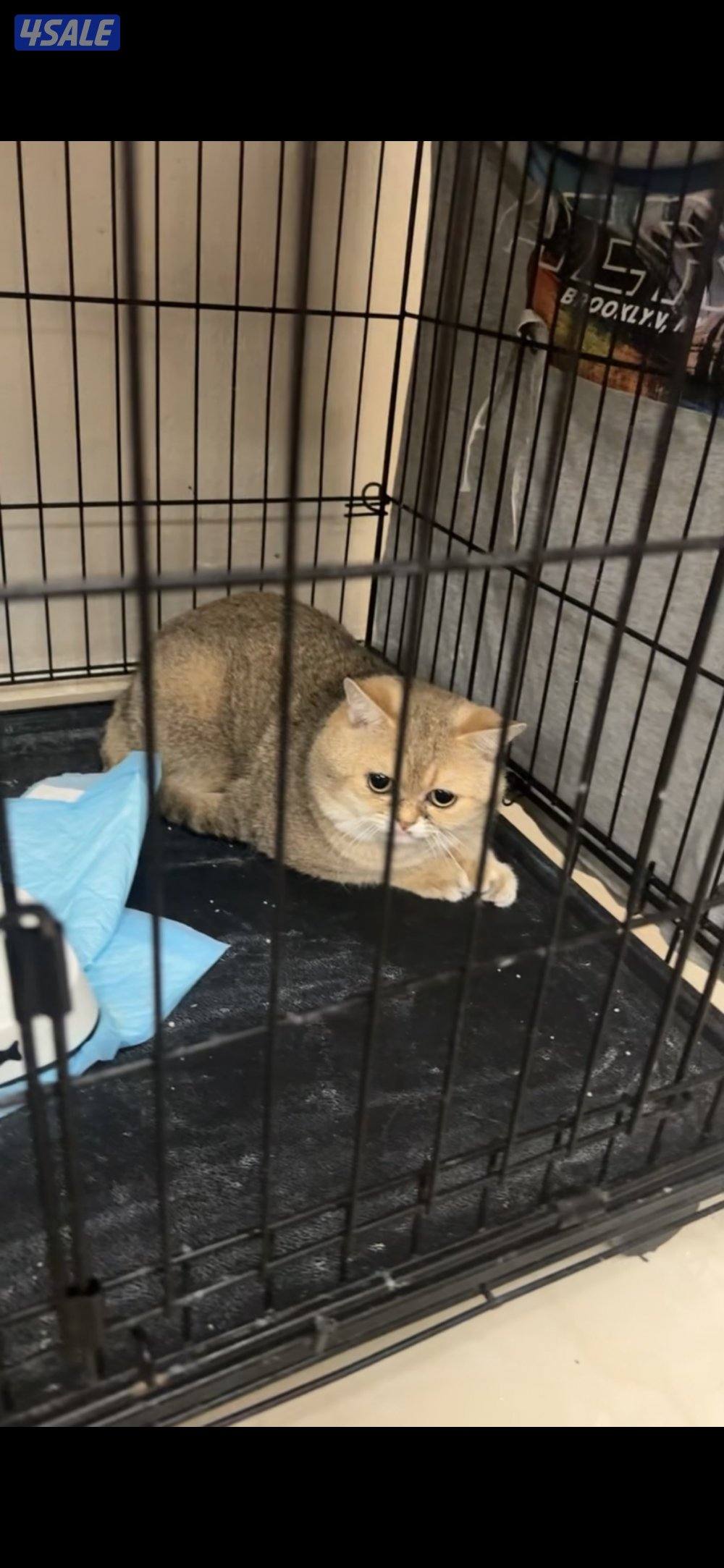 للبيع قطط صغار 8 شهور وسنتين5