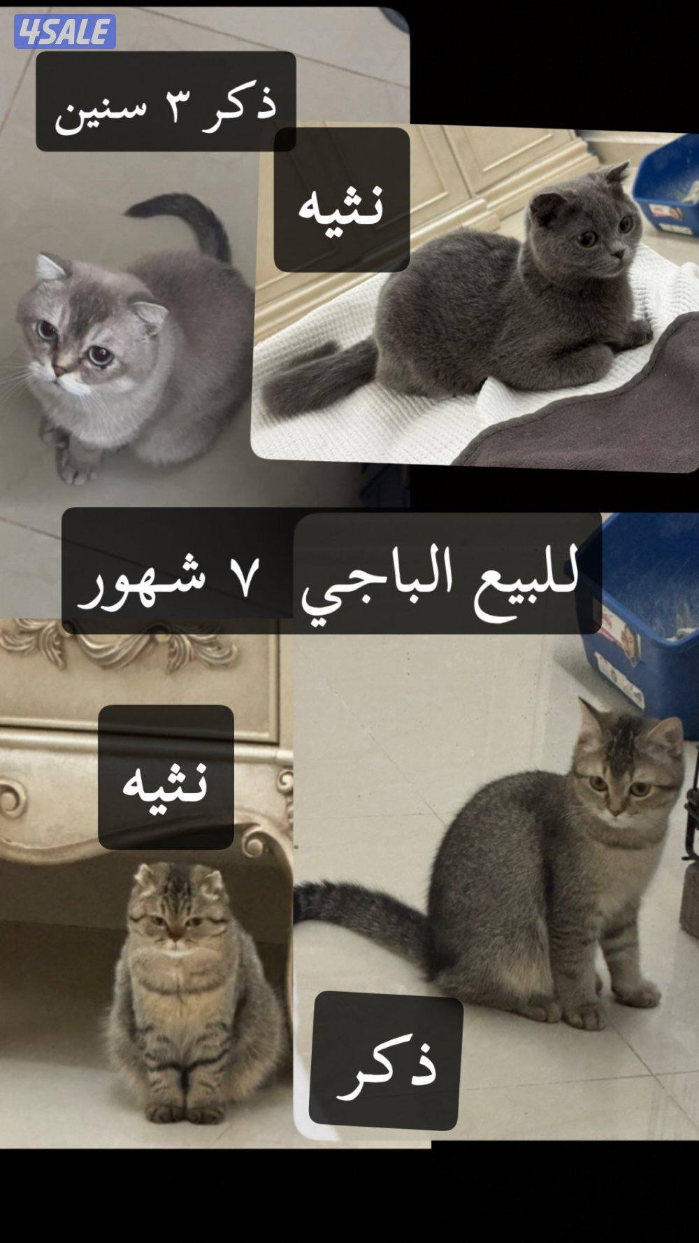 للبيع قطط صغار 8 شهور وسنتين7