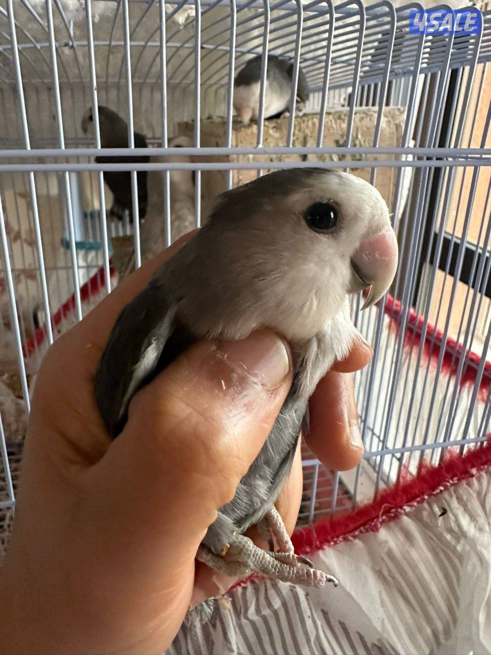 للبيع لوف بيرد عدد خمسة1