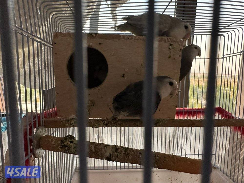 للبيع لوف بيرد عدد خمسة2