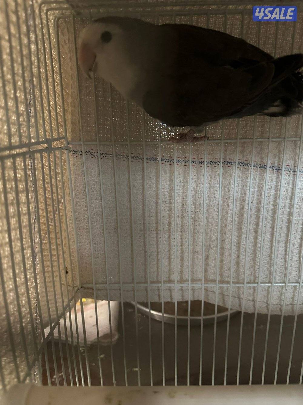 للبيع لوف بيرد عدد خمسة3