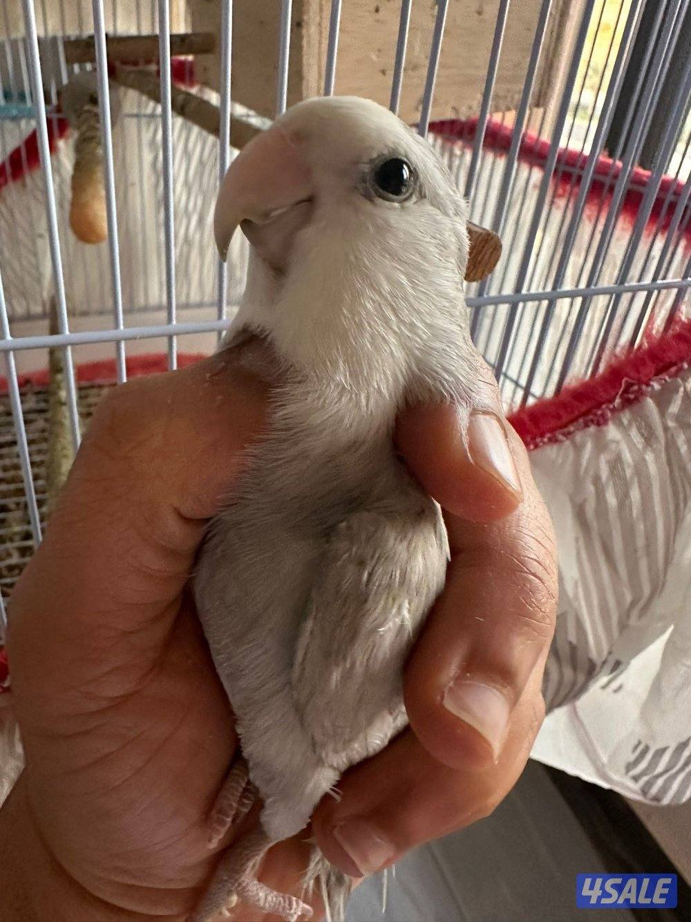 للبيع لوف بيرد عدد خمسة4