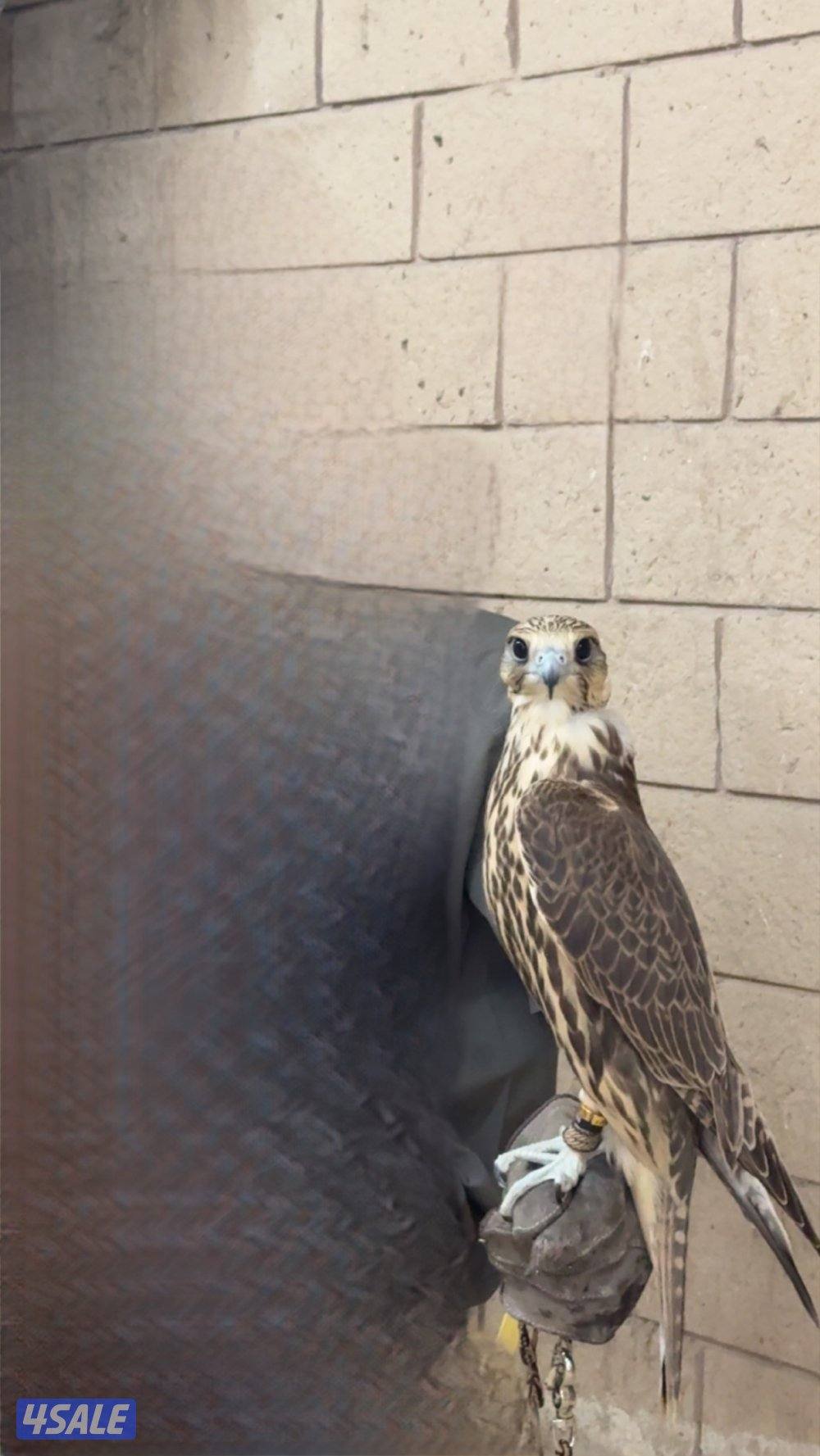 حر من حر طيب0