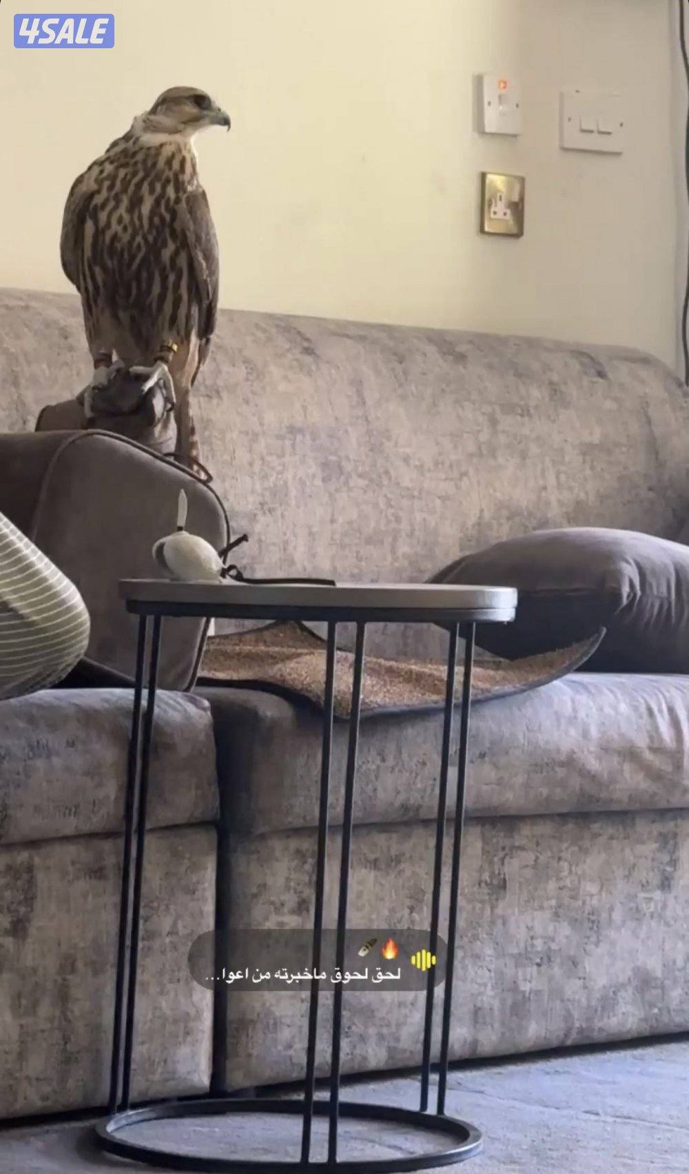 حر من حر طيب1