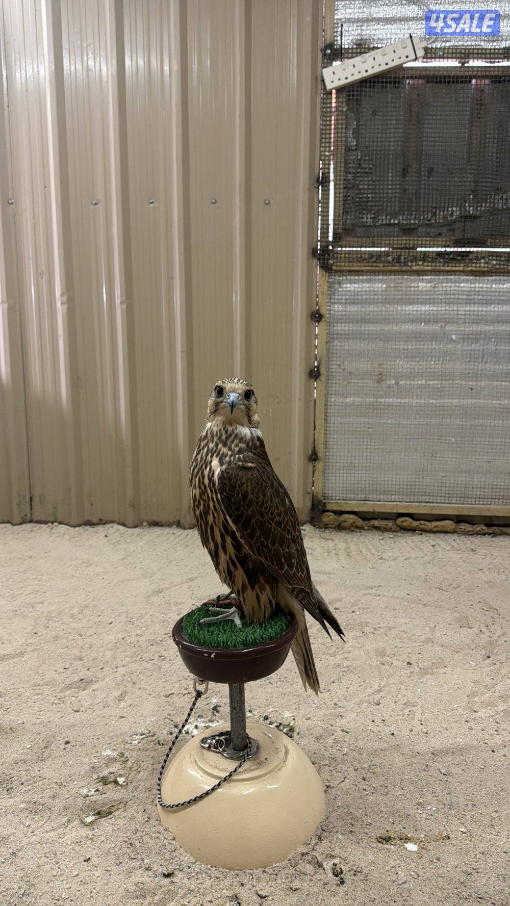 حر من حر طيب3