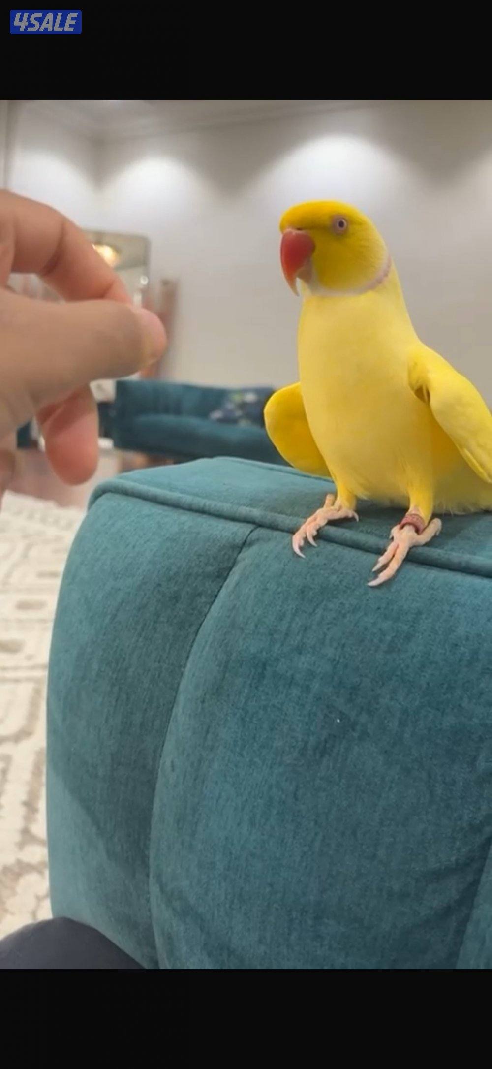 بيبي متوه ربوه صفره مطوقه0