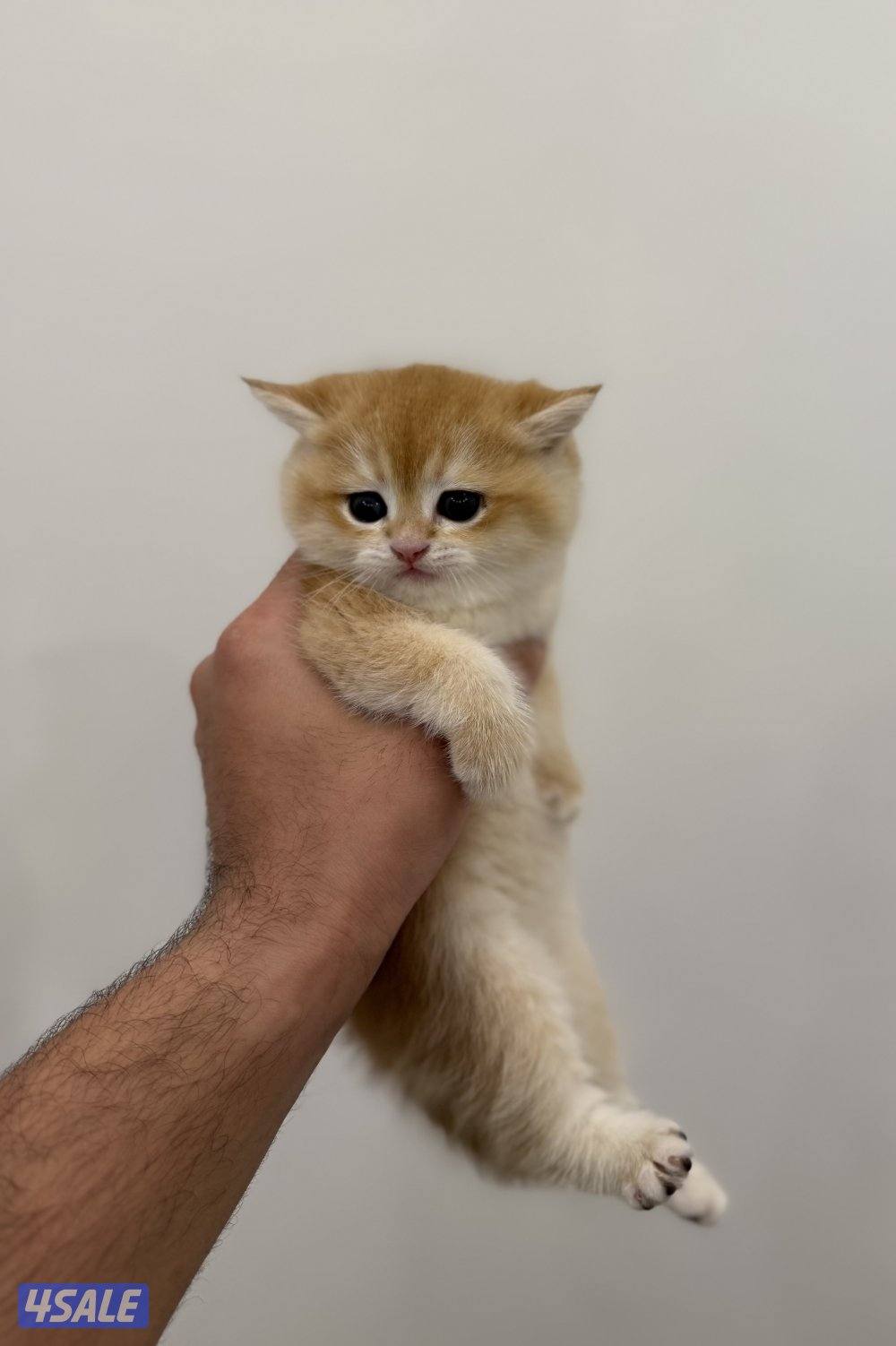 🟦😻 للبيع كتن برتش قولدن شورت هير🎗️مستوى عالي 🎗️واللون جميل ومميز 😻🟦0