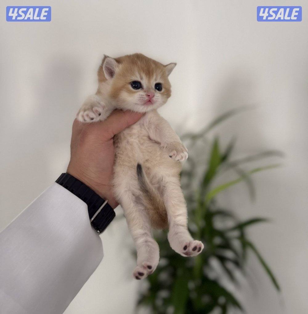 🟦😻 للبيع كتن برتش قولدن شورت هير🎗️مستوى عالي 🎗️واللون جميل ومميز 😻🟦1