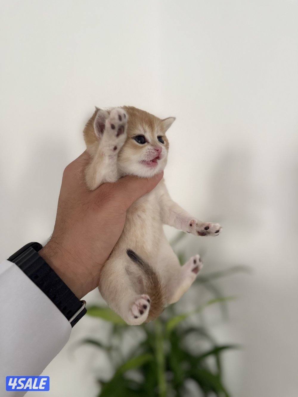 🟦😻 للبيع كتن برتش قولدن شورت هير🎗️مستوى عالي 🎗️واللون جميل ومميز 😻🟦3