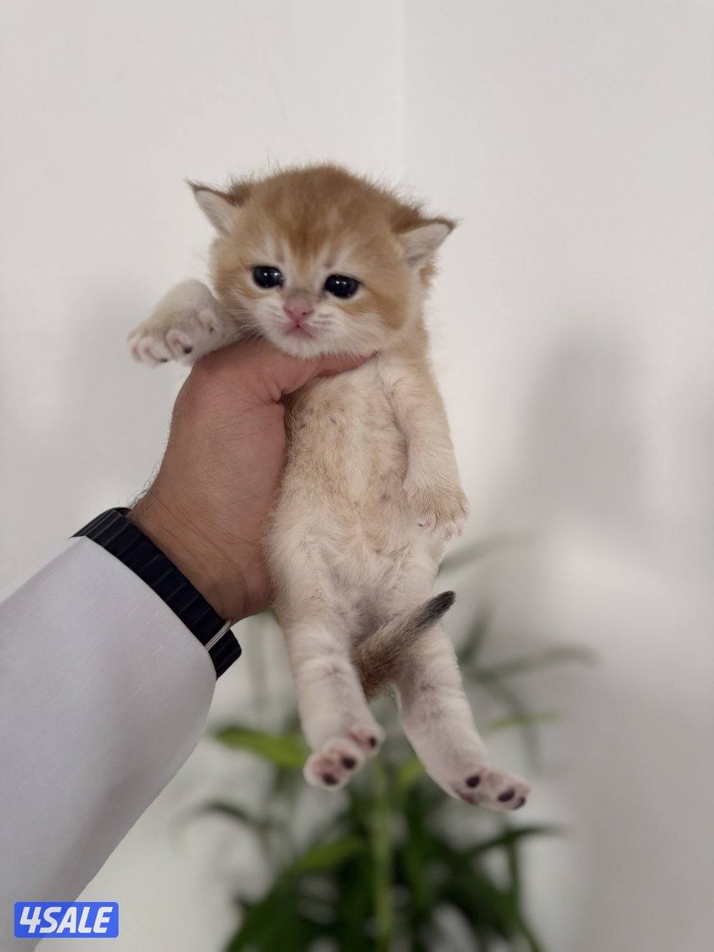 🟦😻 للبيع كتن برتش قولدن شورت هير🎗️مستوى عالي 🎗️واللون جميل ومميز 😻🟦2