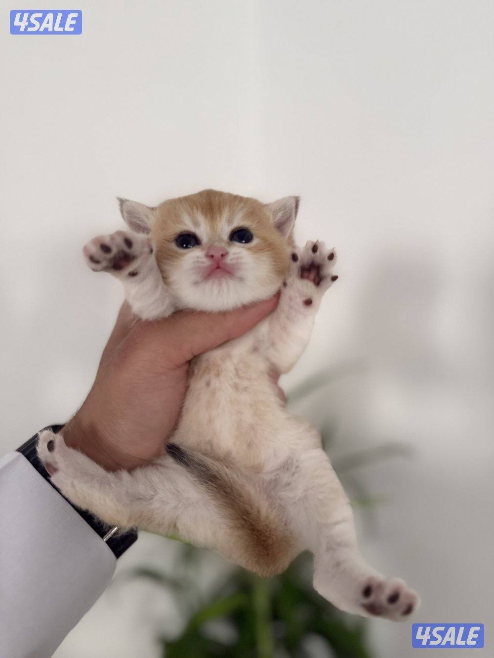 🟦😻 للبيع كتن برتش قولدن شورت هير🎗️مستوى عالي 🎗️واللون جميل ومميز 😻🟦4